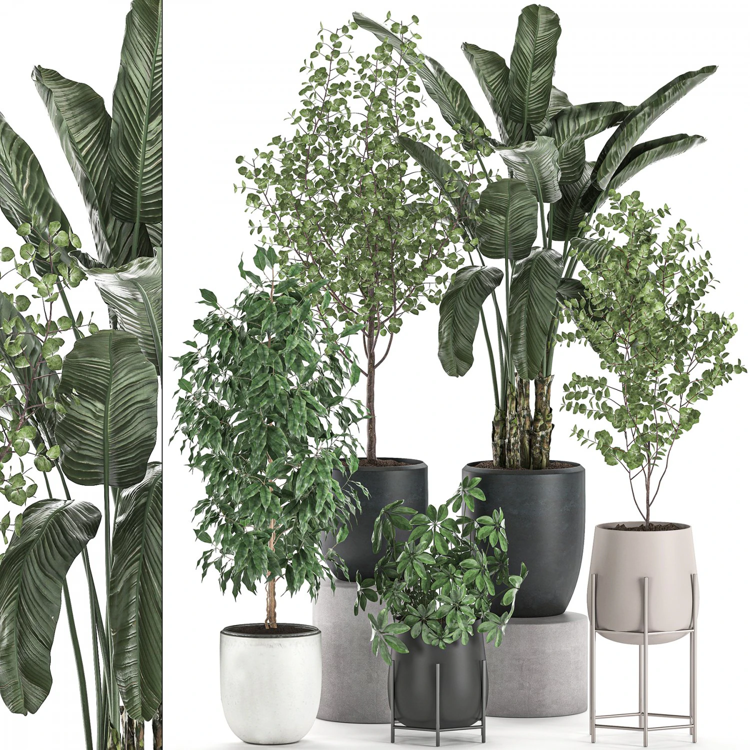 decorative plants for interior decoration in pots 557 3D Model .c4d .max .obj .3ds .fbx .stl .blend 
