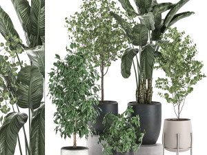 decorative plants for interior decoration in pots 557 3Dモデル