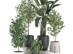 decorative plants for interior decoration in pots 557 3D Model