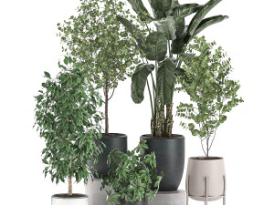 decorative plants for interior decoration in pots 557 3D Model