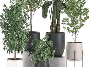 decorative plants for interior decoration in pots 557 3D Model