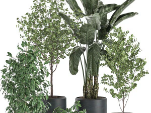 decorative plants for interior decoration in pots 557 3D Model