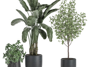 decorative plants for interior decoration in pots 557 3D Model