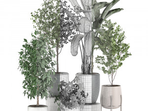 decorative plants for interior decoration in pots 557 3D Model