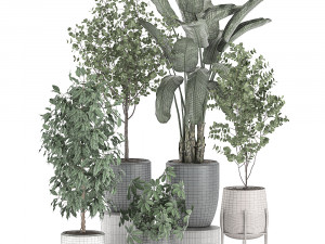 decorative plants for interior decoration in pots 557 3D Model