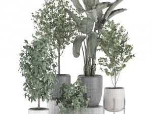 decorative plants for interior decoration in pots 557 3D Model