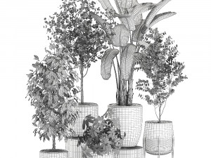 decorative plants for interior decoration in pots 557 3D Model