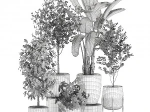 decorative plants for interior decoration in pots 557 3D Model