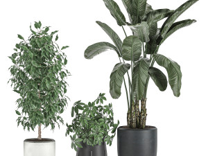 decorative plants for interior decoration in pots 557 3D Model