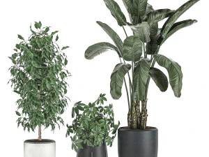decorative plants for interior decoration in pots 557 3D Model