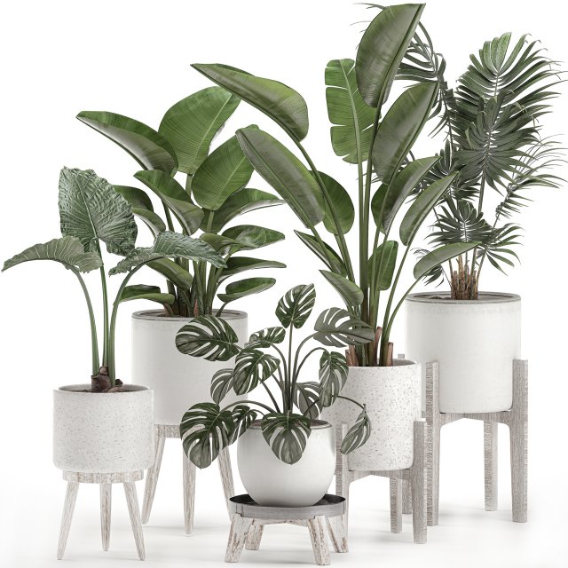 decorative plants for the interior in white pots 557 3D Model .c4d .max .obj .3ds .fbx .stl .blend 