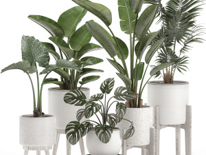 decorative plants for the interior in white pots 557 3D Model