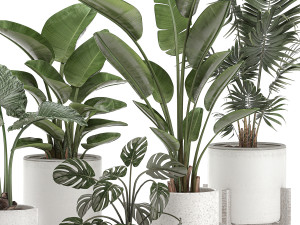 decorative plants for the interior in white pots 557 3D Model