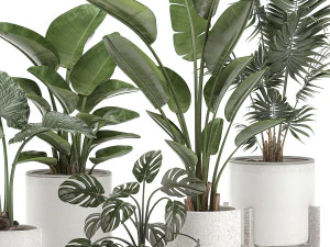 decorative plants for the interior in white pots 557 3D Model