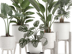 decorative plants for the interior in white pots 557 3D Model