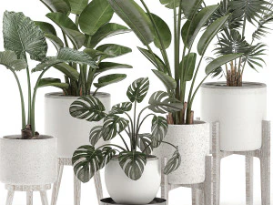 decorative plants for the interior in white pots 557 3D Model