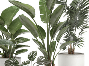 decorative plants for the interior in white pots 557 3D Model