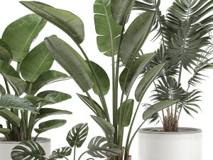 decorative plants for the interior in white pots 557 3D Model