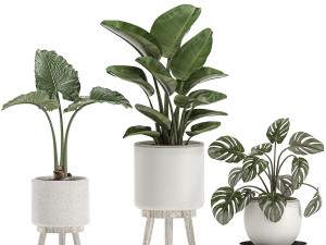 decorative plants for the interior in white pots 557 3D Model