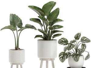 decorative plants for the interior in white pots 557 3D Model