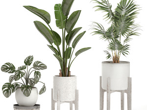 decorative plants for the interior in white pots 557 3D Model
