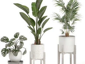 decorative plants for the interior in white pots 557 3D Model