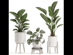 decorative plants for the interior in white pots 557 3D Model