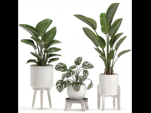 decorative plants for the interior in white pots 557 3D Model