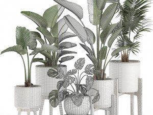 decorative plants for the interior in white pots 557 3D Model