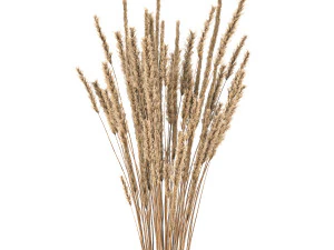 bouquet of dried flowers in a vase 104 3D Model