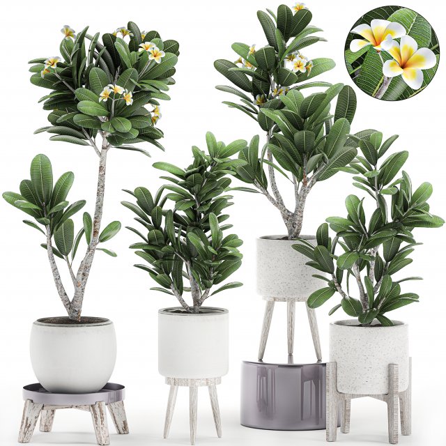 decorative plumeria trees for the interior in white pots 558 3D Model .c4d .max .obj .3ds .fbx .stl .blend 