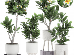 decorative plumeria trees for the interior in white pots 558 3D Model