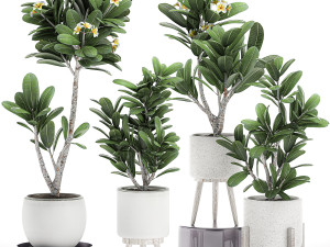 decorative plumeria trees for the interior in white pots 558 3D Model