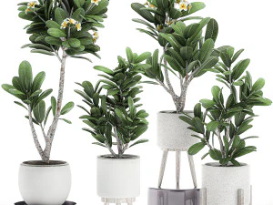 decorative plumeria trees for the interior in white pots 558 3D Model