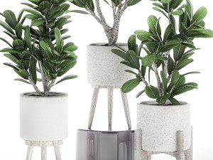 decorative plumeria trees for the interior in white pots 558 3D Model