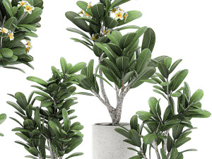 decorative plumeria trees for the interior in white pots 558 3D Model