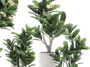 decorative plumeria trees for the interior in white pots 558 3D Model