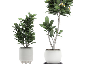 decorative plumeria trees for the interior in white pots 558 3D Model