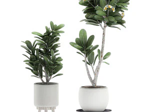 decorative plumeria trees for the interior in white pots 558 3D Model