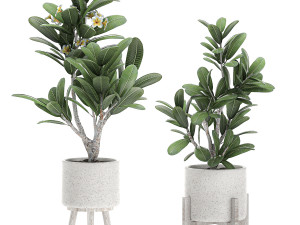 decorative plumeria trees for the interior in white pots 558 3D Model