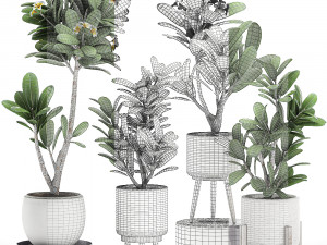 decorative plumeria trees for the interior in white pots 558 3D Model