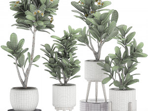 decorative plumeria trees for the interior in white pots 558 3D Model