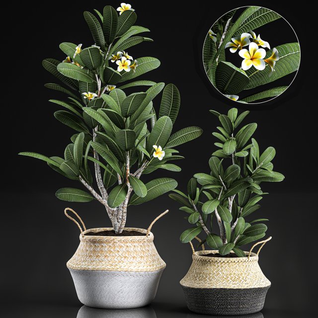 decorative plumeria trees for the interior in basket 559 Modelo 3D .c4d .max .obj .3ds .fbx .stl .blend