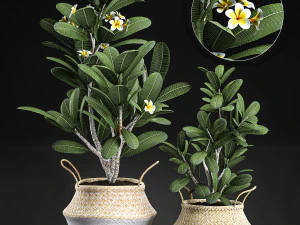 &aacute;rboles de plumeria decorativos para el interior en cesta 559 Modelo 3D
