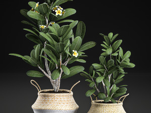 decorative plumeria trees for the interior in basket 559 Modelo 3D