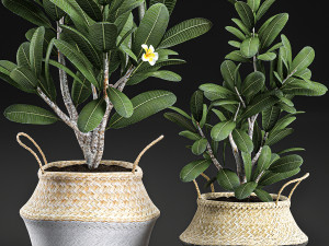 decorative plumeria trees for the interior in basket 559 Modelo 3D