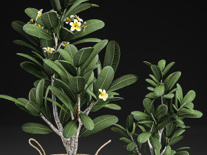 decorative plumeria trees for the interior in basket 559 Modelo 3D