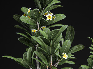 decorative plumeria trees for the interior in basket 559 Modelo 3D