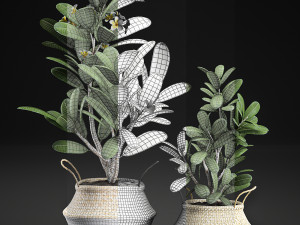 decorative plumeria trees for the interior in basket 559 Modelo 3D