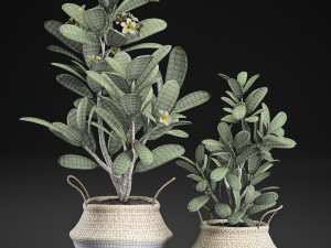 decorative plumeria trees for the interior in basket 559 Modelo 3D